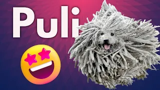 the Puli - Is it THE best dog breed? - Dog Fanatic !