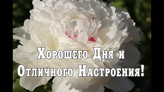 Хорошего Дня и Отличного Настроения! Красивое Пожелание Удачного Дня! Прекрасного Денёчка💐 Удачи!