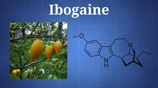 Ibogaine and Iboga: What You Need To Know