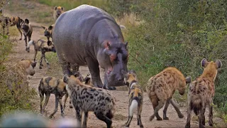 Battle between Wild Dogs, Hyenas, Hippos & 2 Impalas