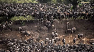 The Great Wildebeest Migration | Thousands of Wildebeest Cross the Mara River