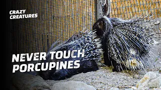 This Is Why You Shouldn’t Touch a Porcupine