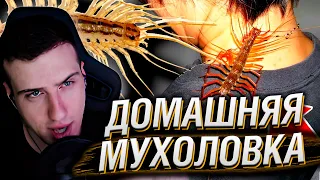 Почему НЕЛЬЗЯ убивать МУХОЛОВКУ, 10 фактов о мухоловке | Реакция Hellyeahplay