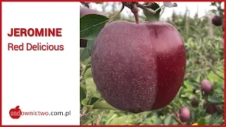 Jeromine - Red Delicious [odmiany jabłoni / apple variety]