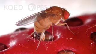 This Freaky Fruit Fly Lays Eggs in Your Strawberries | Deep Look