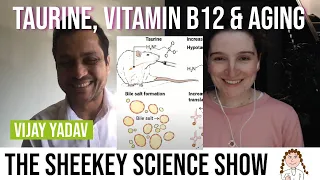 Can taurine and vitamin B12 improve your health? - Vijay Yadav