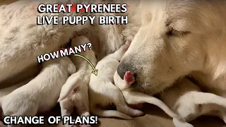 Great Pyrenees Puppies Being Born | Puppy Live Birth | Small Farm Living