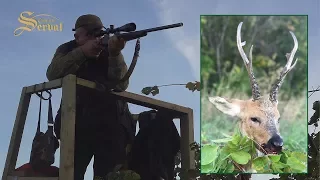 Siberian roe deer - Hunting in Russia;  Sibirischer rehbock - Jagd in Russland