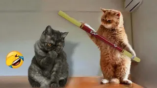 Funniest Dogs and Cats 🤣 Funny Videos Compilation 😸😸