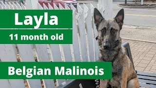 LAYLA 11 month old Belgian Malinois | Off Leash Obedience | Confidence Building