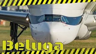 Airbus Beluga XL (2). 4K
