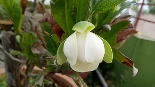 Jahuri champa/Magnolia pumila/ Magnolia coco !