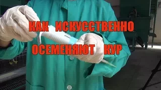 Как искусственно осеменяют кур -Оплодотворение домашней птицы