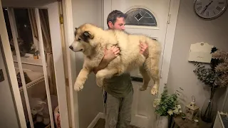 How Much Does A Giant Alaskan Malamute Weigh? THEY ARE HEAVY!!