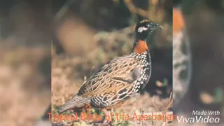 Azerbaijan/Typical Birds