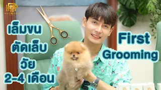 First Grooming เเชร์เทคนิคการตัดเเต่งขนน้องปอมวัย 2-4 เดือน