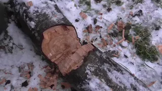 Топорсиб. Топор "Соболь" перерубание ствола.