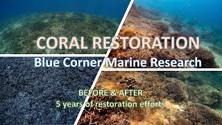 This is what 5 years of coral restoration looks like