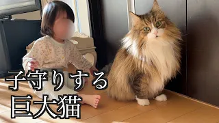 【こんな猫なら欲しい！】赤ちゃんにも神対応！子育てに協力的な猫　ノルウェージャンフォレストキャット