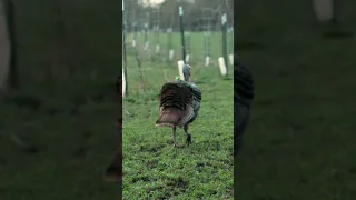 SLOW Motion Archery Grocery Shopping  #shorts #slowmotion #turkey #archery