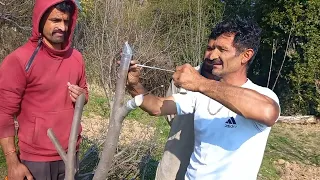 Grafting apple Tree | Ramesh chandel (Majholi)