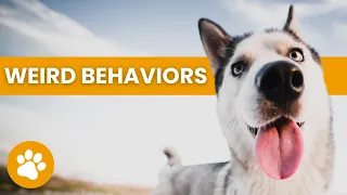 14 Weird Dog Behaviors And What They Mean