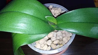 Как заставить орхидею нарастить листья