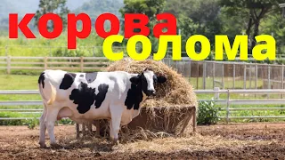 Как лучше кормить солому корове