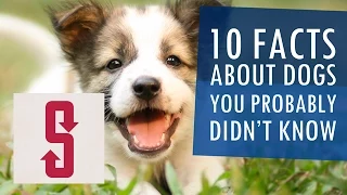 10 Facts About Dogs You Probably Didn’t Know