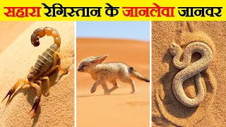 सहारा के रेगिस्तान में पाए जाने वाले जानवर | Animals Found in Sahara Desert