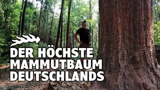 Der höchste Mammutbaum Deutschlands | Auenwald | Baden-Württemberg | Sequoiadendron Giganteum