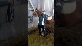 Заездка лошади,первый раз под седлом с наездником.