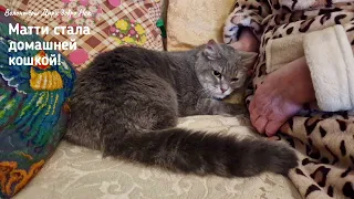 Кошка два года жила в приюте| А потом случилось чудо❤️|A cat from an animal shelter is going home