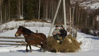 Hutsuls in the Carpathians carry hay on HORSES from mountain to mountain to the Farm.