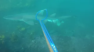 GOPR5252 - Skillon, Grey Nurse Sharks 01 May 2021