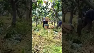 Amazing UHDP Mango farming