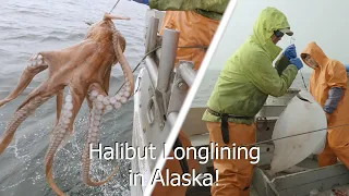 First Set of the Year! - Setting and Hauling Halibut Longline - Alaska Longlining Season 2022