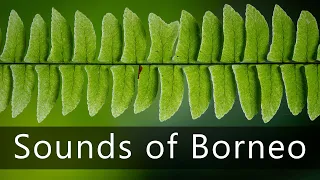 The fascinating sounds of Borneo's rainforest