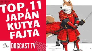 TOP 11 JAPÁN KUTYAFAJTA! DogCast TV!