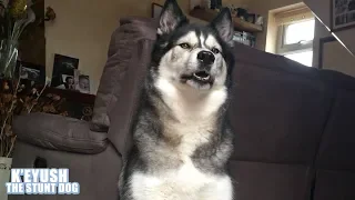 Arguing Husky Refuses To Follow Commands!