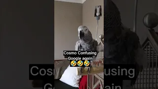 Cosmo Confuses Google #animals #birds #parrots #pets #fun #lol #funny #cute #love #fyp #shorts