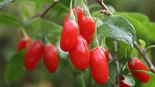 How to Grow Goji Berries - Complete Growing Guide