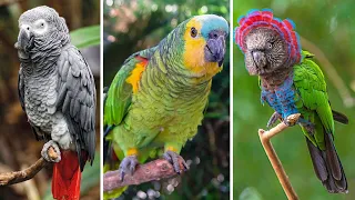 🦜 10 Espécies de PAPAGAIOS Mais CURIOSOS, RAROS LINDOS e INCRÍVEIS que Vão Te Surpreender