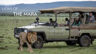 Lion numbers are on the rise in Greater Masai Mara | Naboisho Conservancy, Kenya, East Africa Safari