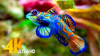 Aquarium 4K VIDEO (ULTRA HD) 🐠 Sea Animals With Relaxing Music - Rare & Colorful Sea Life Video