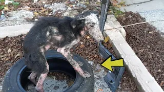 Tied and not daring to leave the tire, she cried loudly waiting for her owner