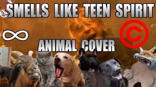 Nirvana - Smells Like Teen Spirit (Animal Cover) [REUPLOAD]