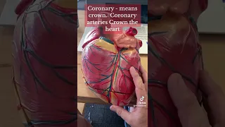 Coronary- crowns your heart