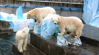 Герда веселится в воде. Хорошее настроение. 08.11.20 г.