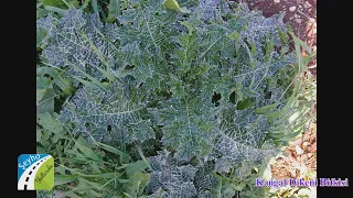 Kangal Dikeni'nin Faydaları - Şeyho Yollarda